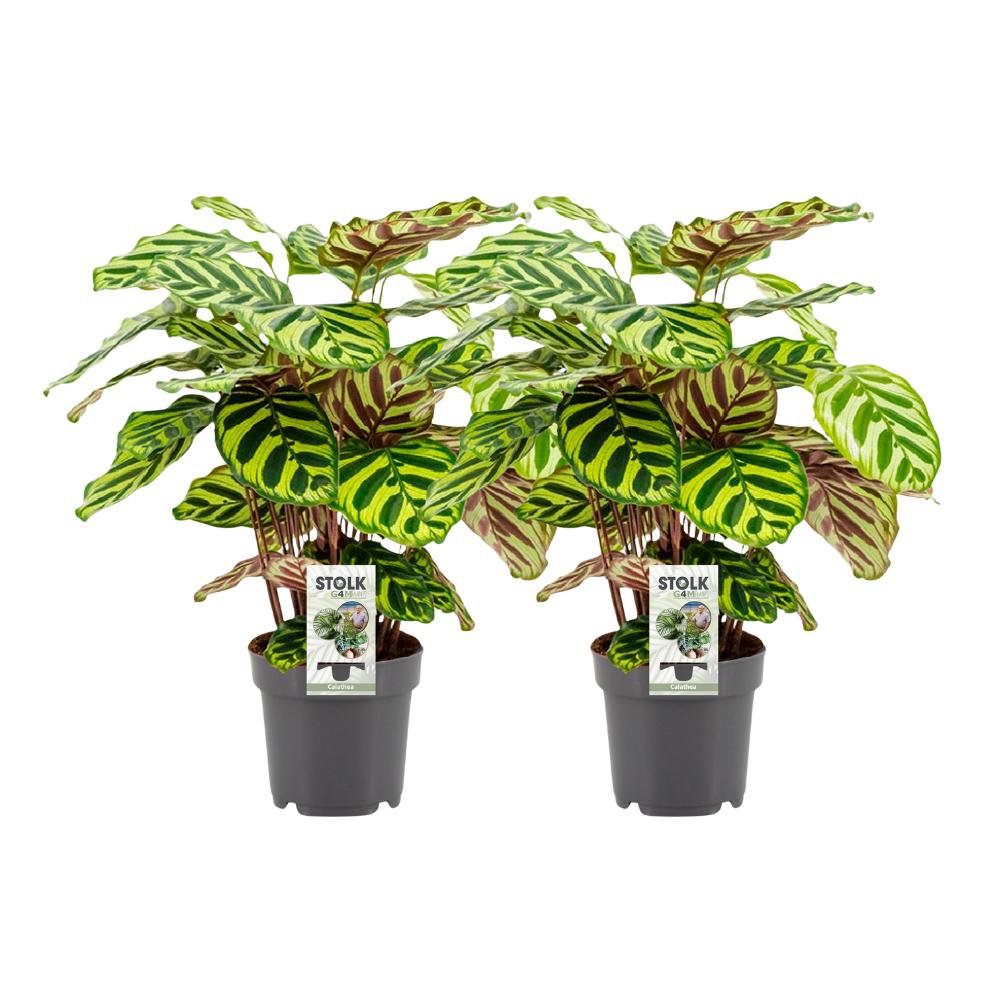 Calathea Makoyana 2 stuks Ø14cm ↕45cm groen