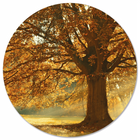 Autumn tree wall circle