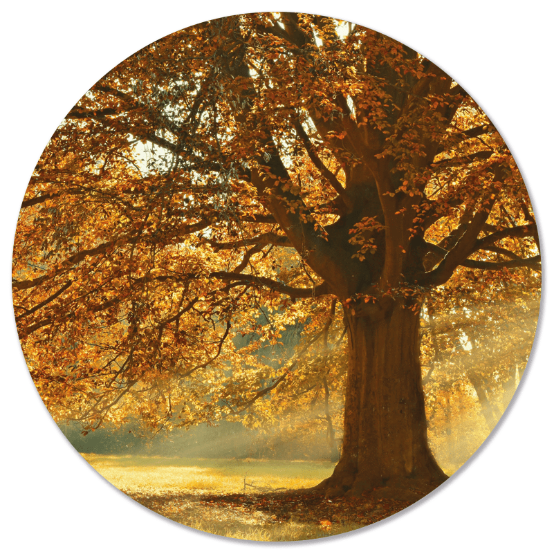 Autumn tree wall circle
