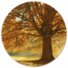 Autumn tree wall circle