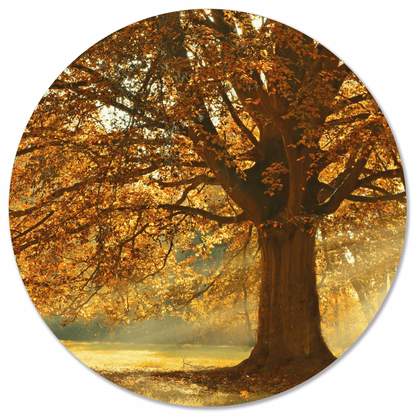 Autumn tree wall circle