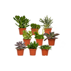 Everspring - Succulent Mix - 18 pieces - 10 cm - Ø8.5
