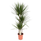 Dracaena marginata plant Ø21x120 cm