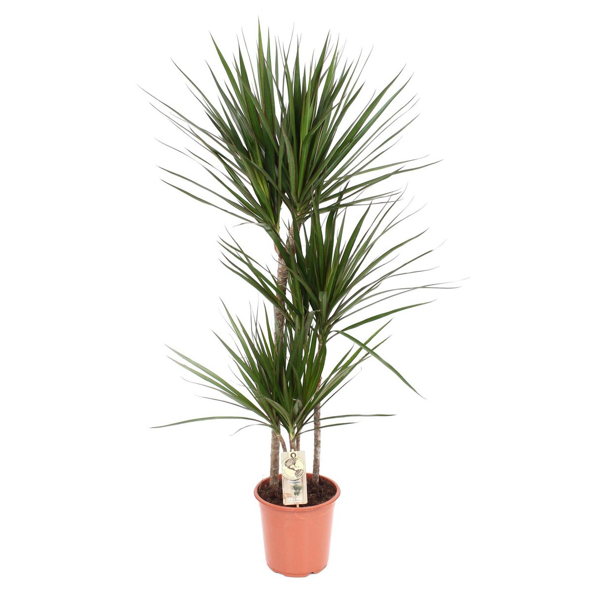 Dracaena marginata plant Ø21x120 cm