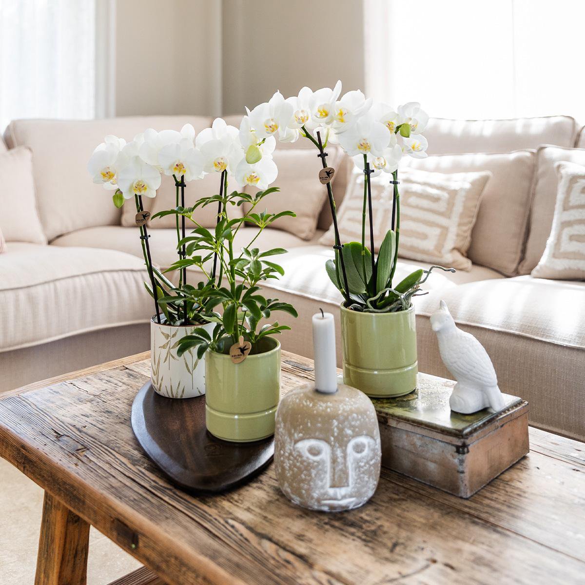 Witte Phalaenopsis orchidee Amabilis met groene pastel bloempot (Ø9cm)
