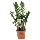 Zamioculcas plant Ø17cm 70cm