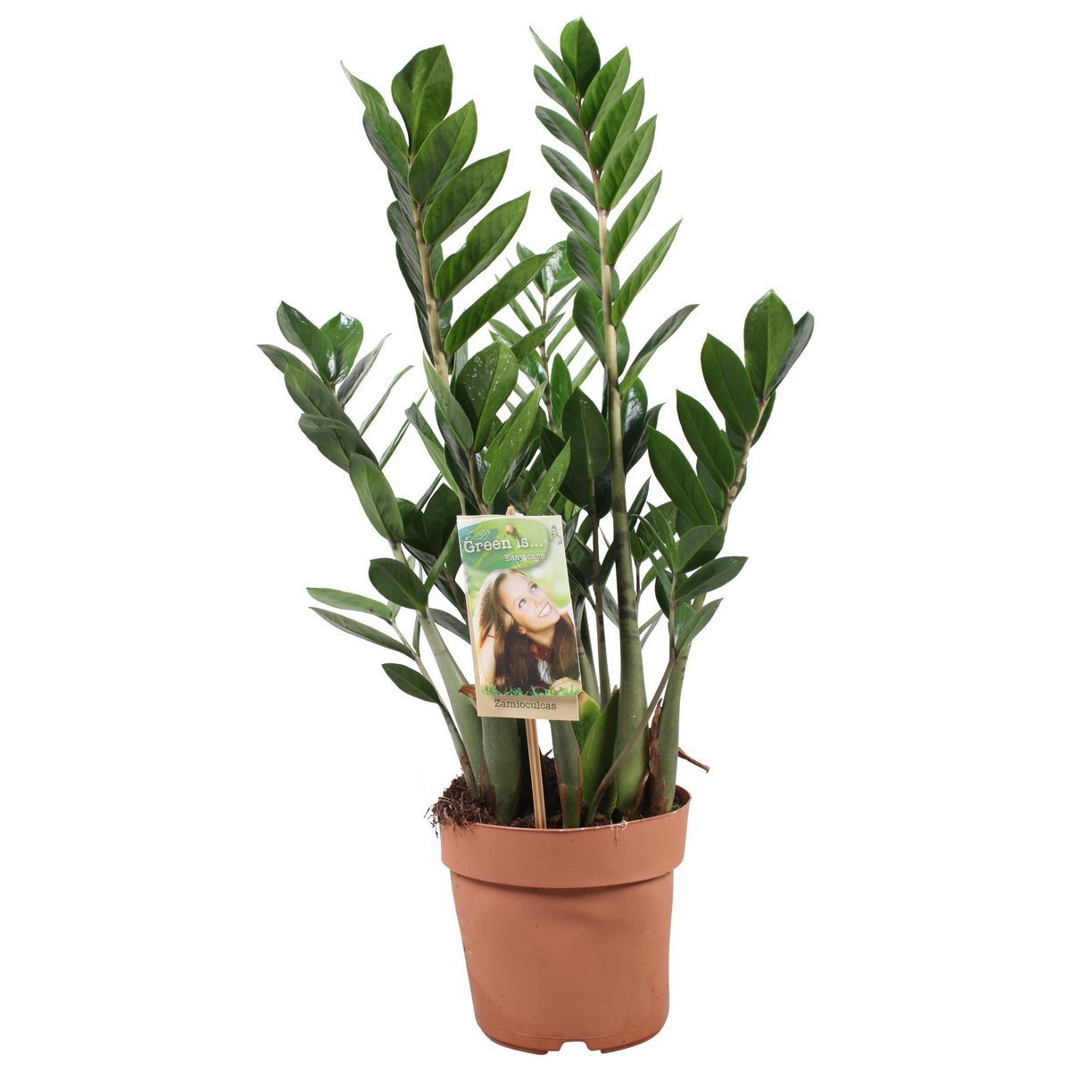 Zamioculcas plant Ø17cm 70cm