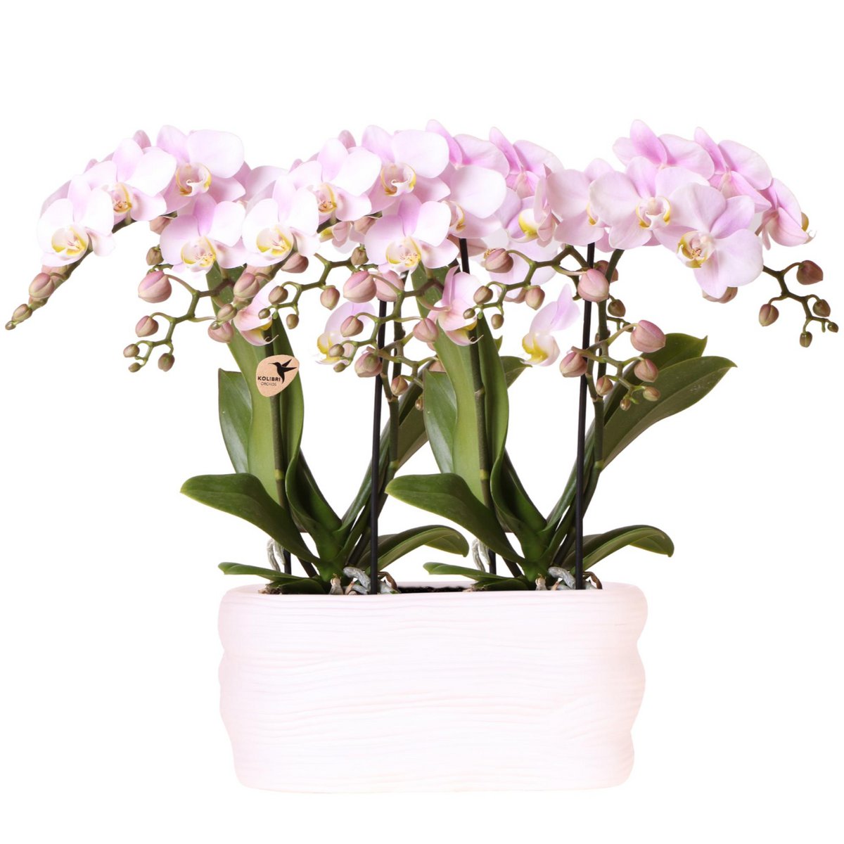 Roze Orchideeënset in Como Pot met Zelfwatergevend Systeem (2 Planten)