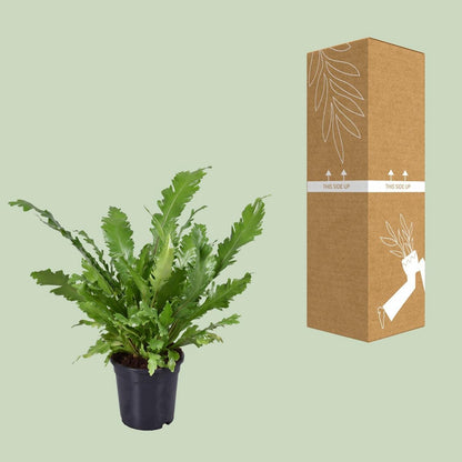Vogelnestvaren Asplenium nidus Ø117x45 cm