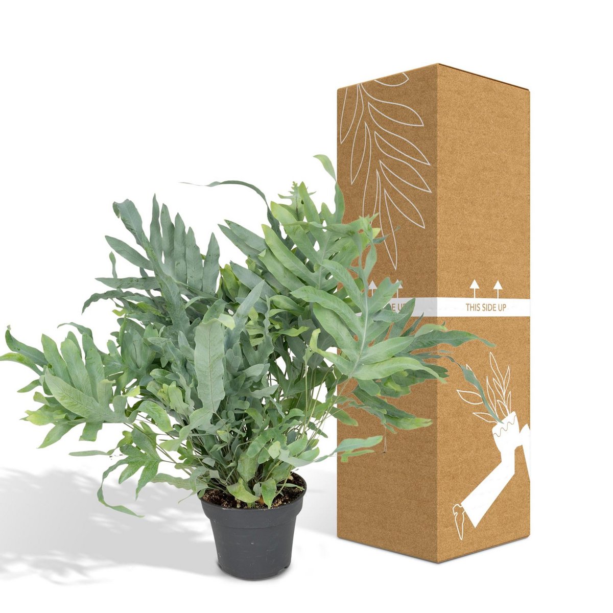 Phlebodium Aureum Blue Star - Blue Star Fern - Ø17cm - ↕50cm