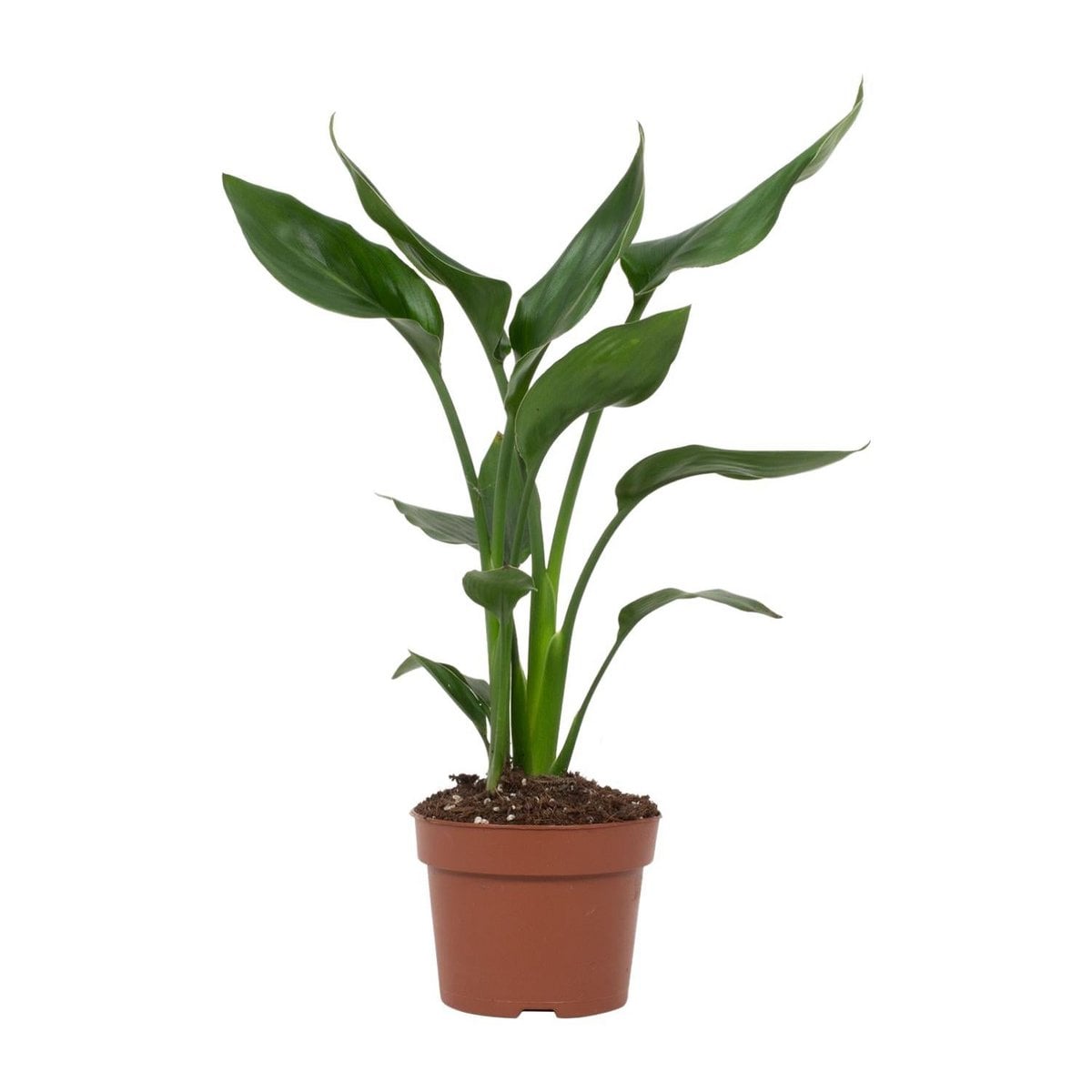 Strelitzia Queen kamerplant Ø12cm ↕35cm