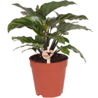 Calathea kamerplant Ø9 cm
