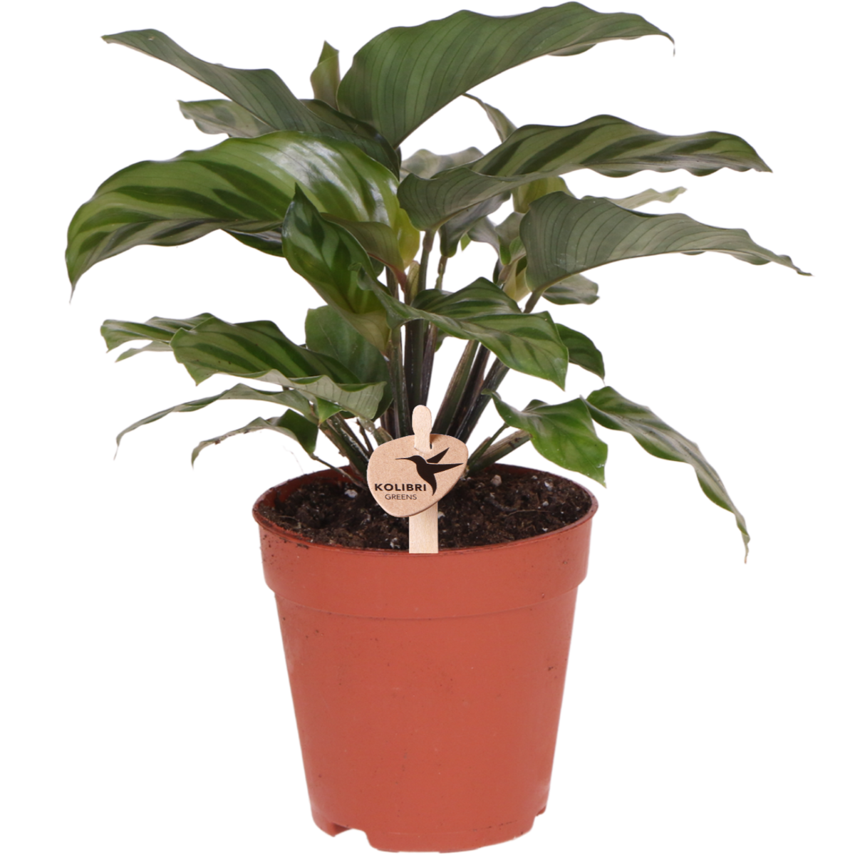 Calathea kamerplant Ø9 cm