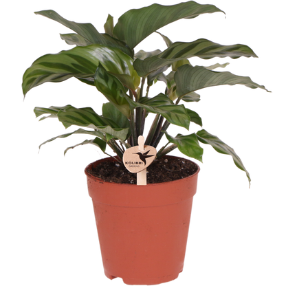 Calathea kamerplant Ø9 cm