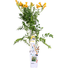 Trompetklimmer Campsis Summer Jazz Gold Trumpet Ø15cm 65cm