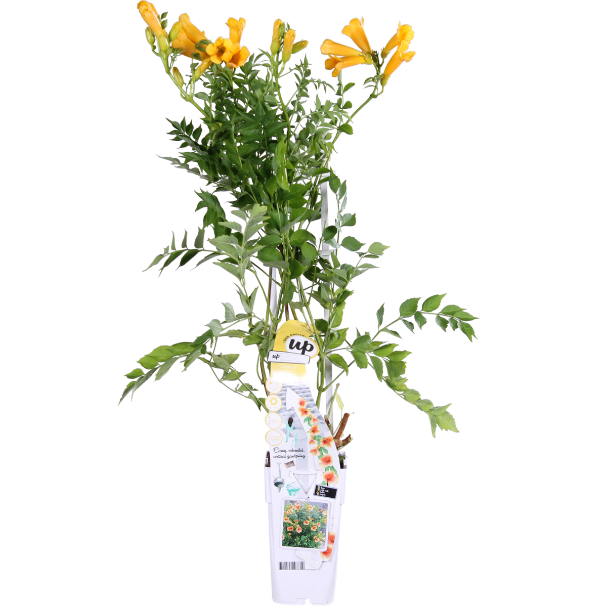 Trompetklimmer Campsis Summer Jazz Gold Trumpet Ø15cm 65cm