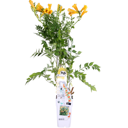 Trompetklimmer Campsis Summer Jazz Gold Trumpet Ø15cm 65cm