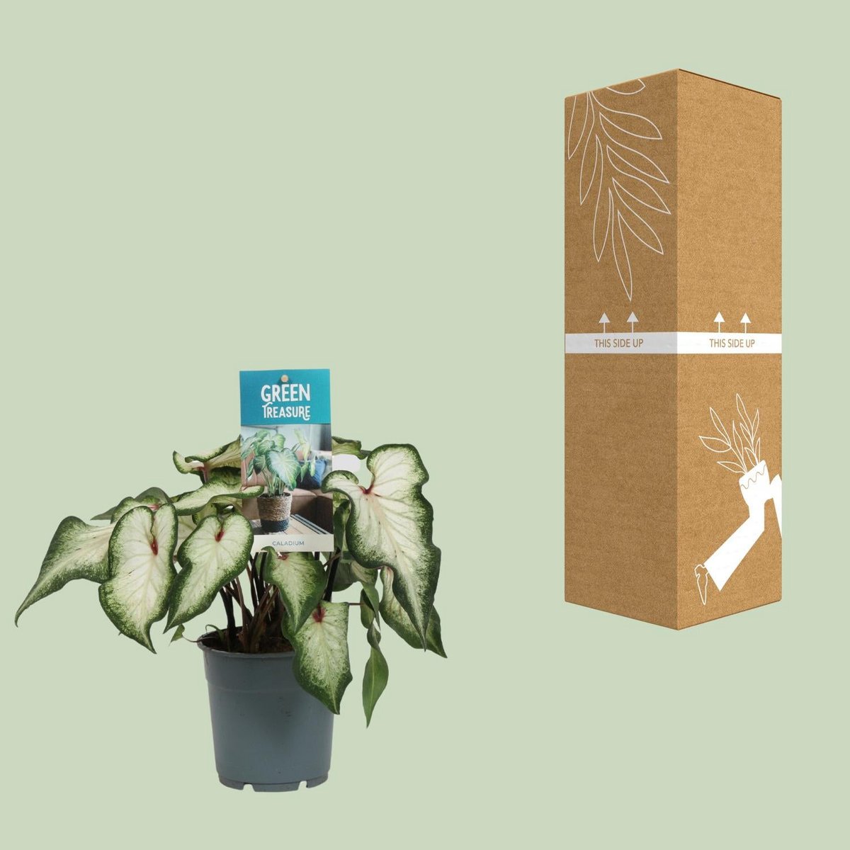 Caladium white - Ø12cm - ↕25 cm