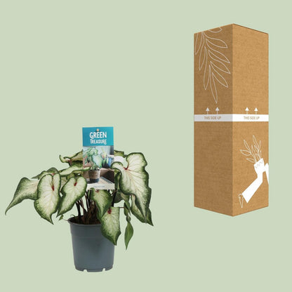 Caladium white - Ø12cm - ↕25 cm