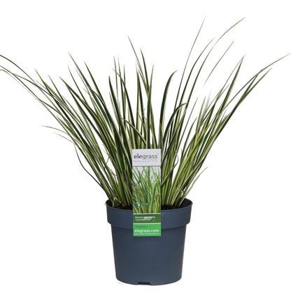 Dwergkalmoes Acorus graminus 'Argenteostriatus' Ø14cm ↕30cm
