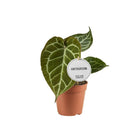 Anthurium crystallinum Ø12cm 20cm