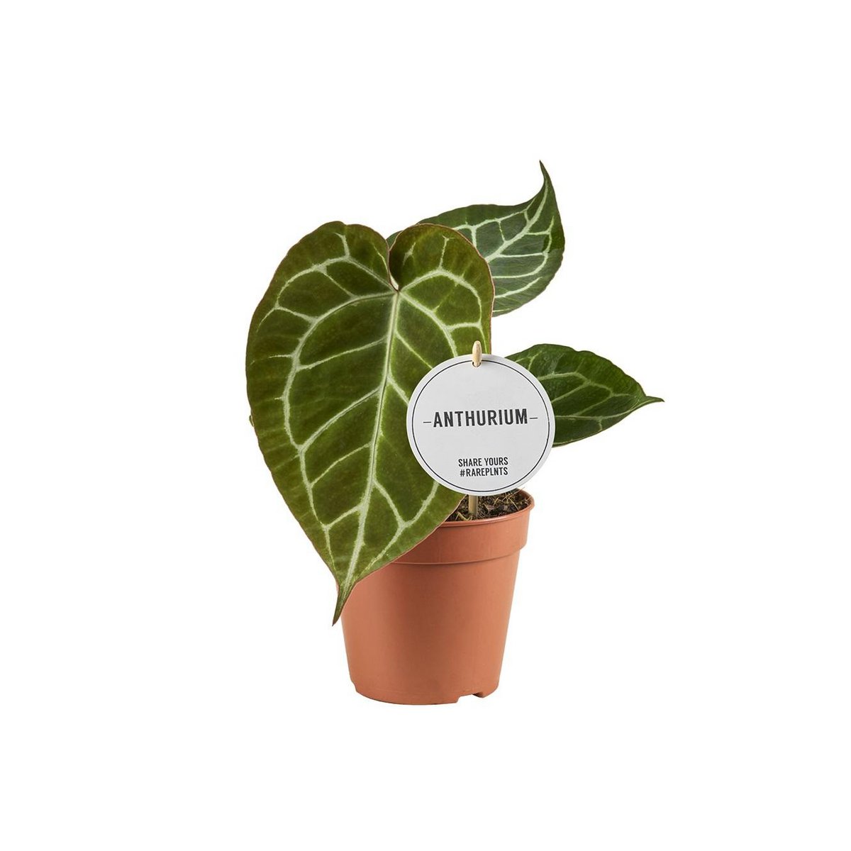 Anthurium crystallinum Ø12cm 20cm