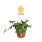 Peperomia Hope plant Ø12cm ↕15cm