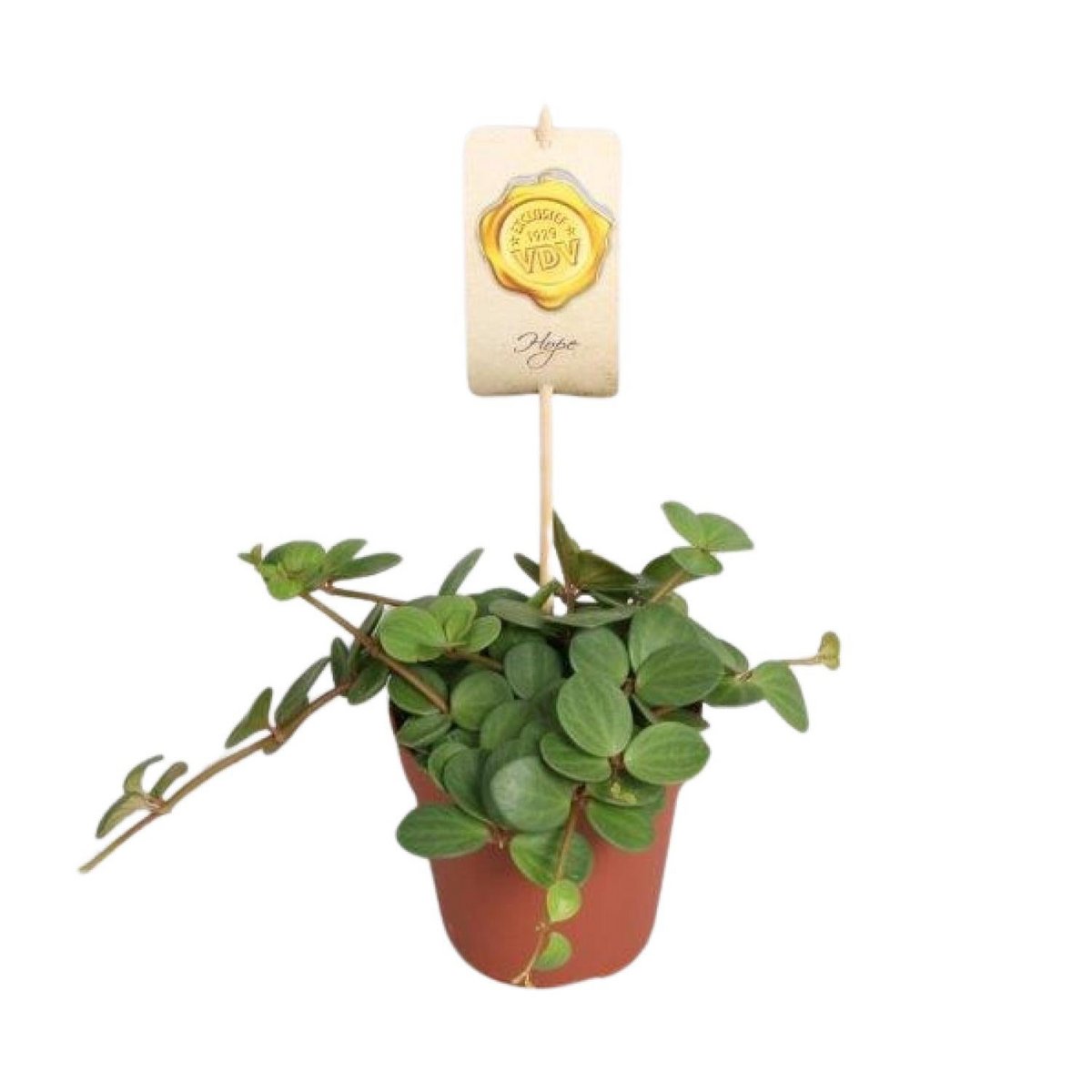 Peperomia Hope plant Ø12cm ↕15cm