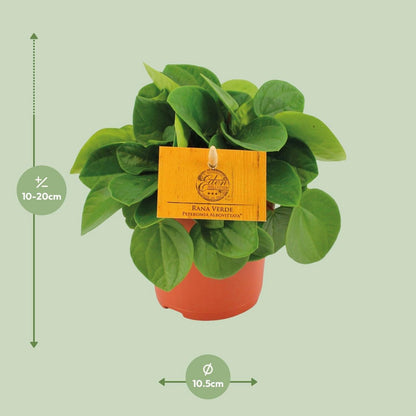 Kamerplant Peperomia Babaria Rane Verde 15 cm