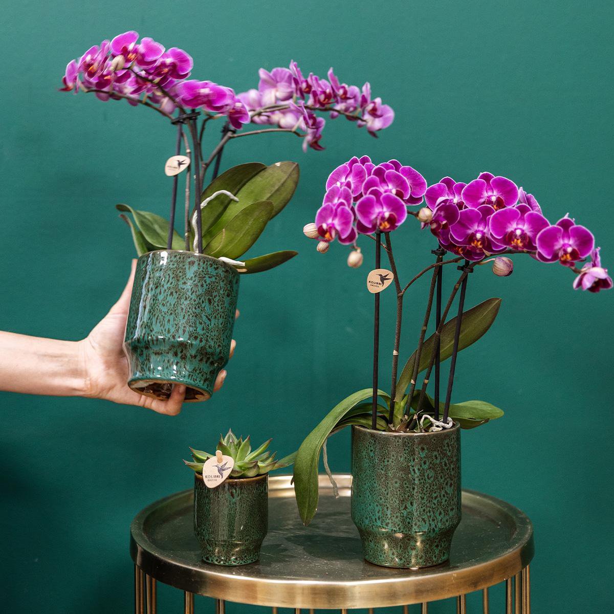 Paarse Phalaenopsis Orchidee in Keramieke Groene Sierpot (Ø9cm)