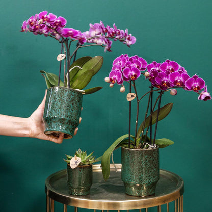Paarse Phalaenopsis Orchidee in Keramieke Groene Sierpot (Ø9cm)