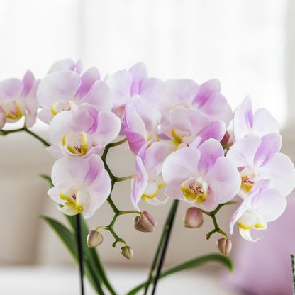 Roze Orchidee 'Portugal' met roze sierpot | potmaat Ø9cm