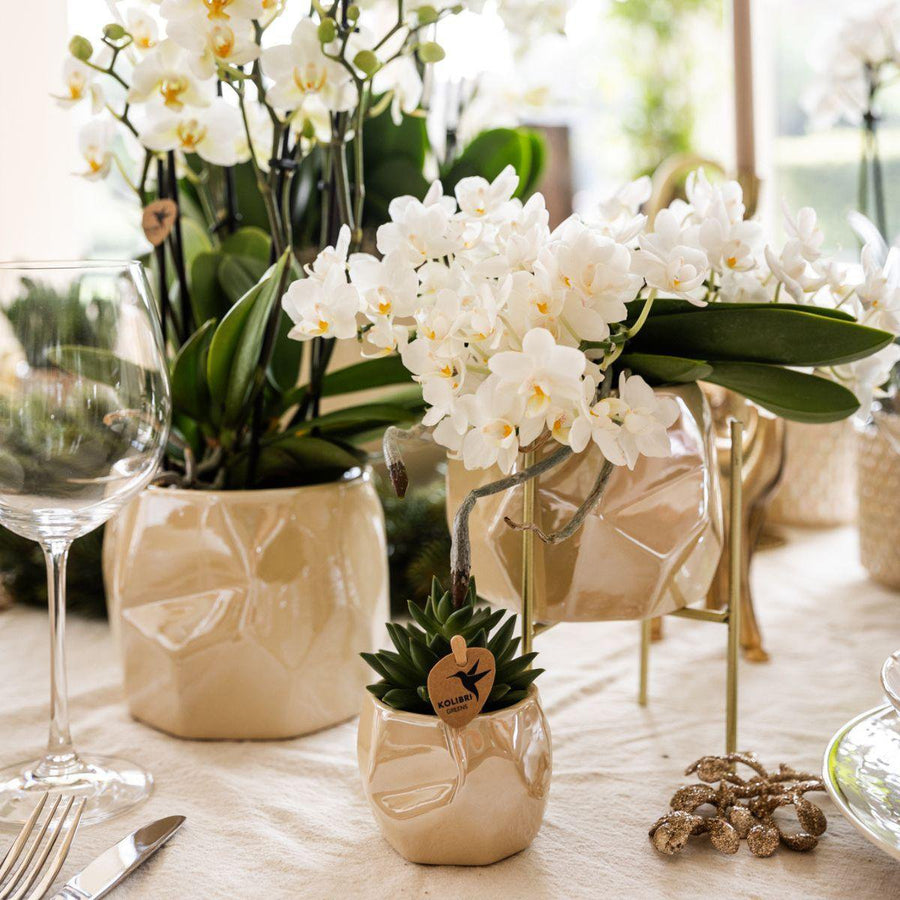 Witte orchidee 'Nazaré' pot Ø9cm