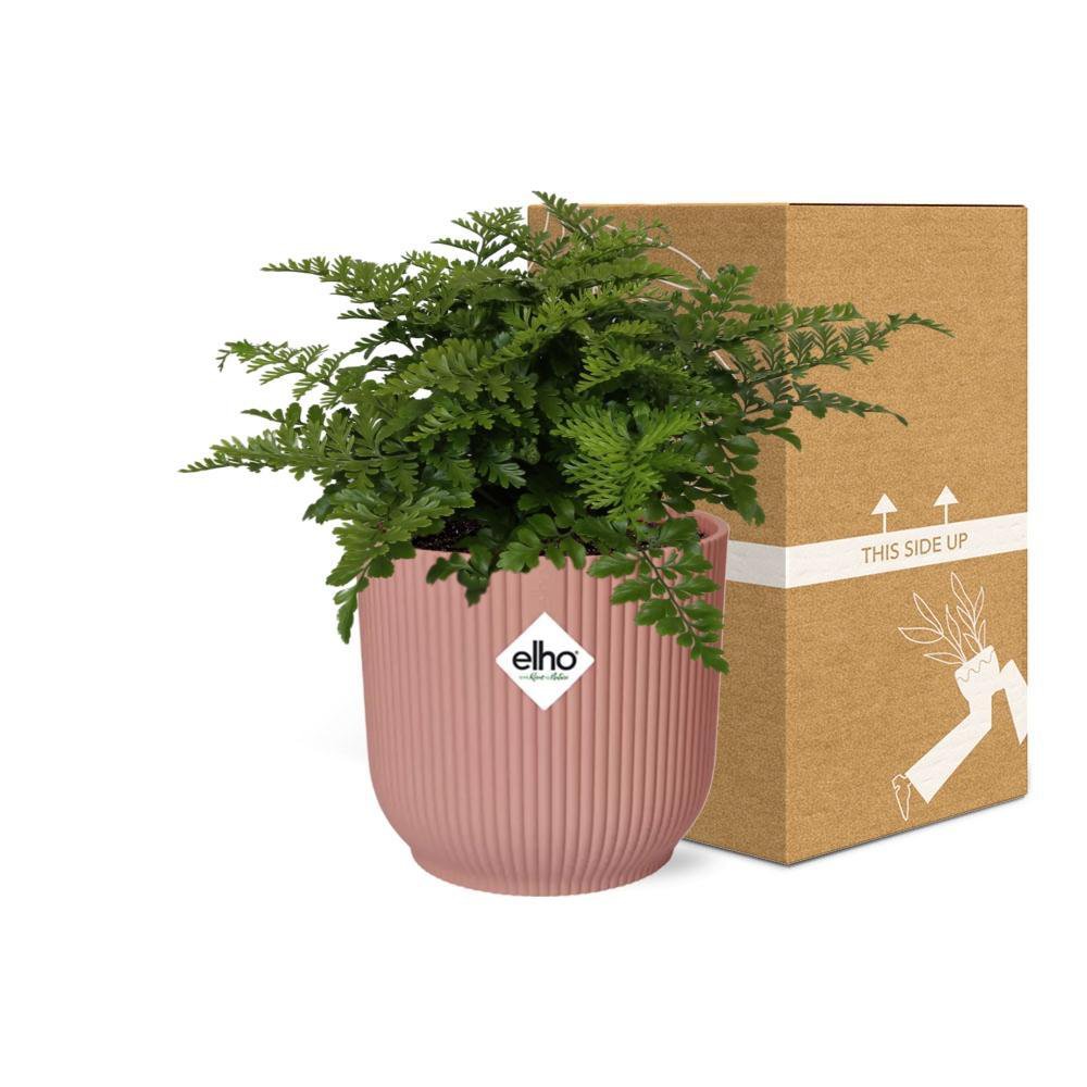 Asplenium Parvati varen 14 cm roze pot