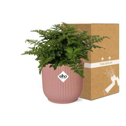 Asplenium Parvati varen 14 cm roze pot