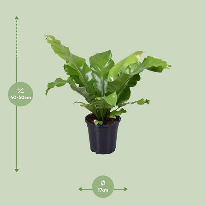 Begonia nest - Ø117cm - ↕45cm