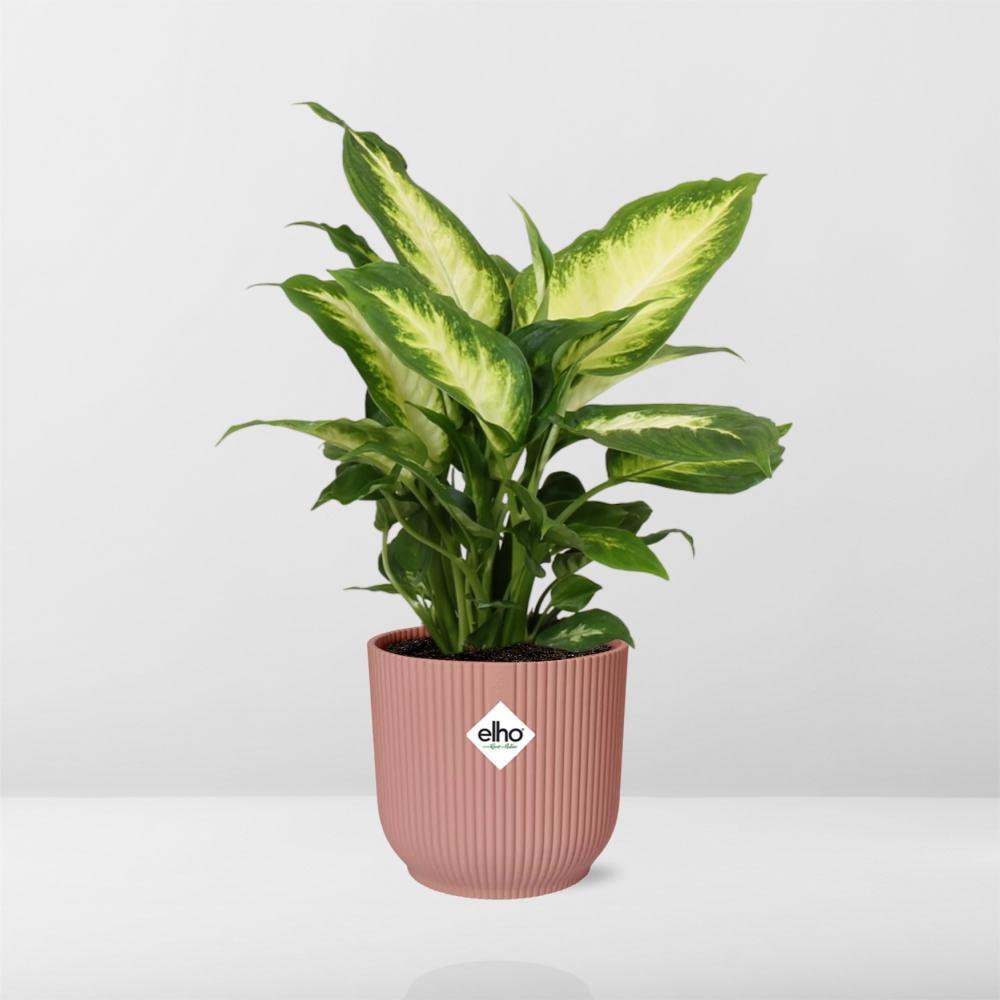 Kamerplant Dieffenbachia Camilla 14 cm roze pot