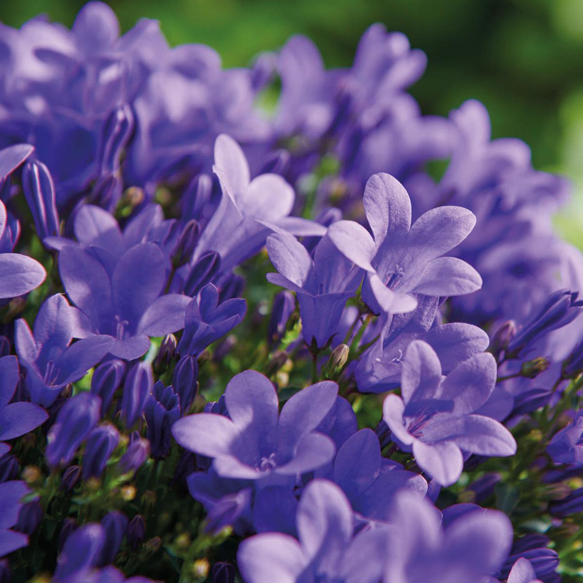 Klokjesbloem (Campanula) Paars in Houten Sierpot Vogelhuisje