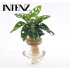 Monstera Adansonii plant Ø12 cm 25 cm hoog