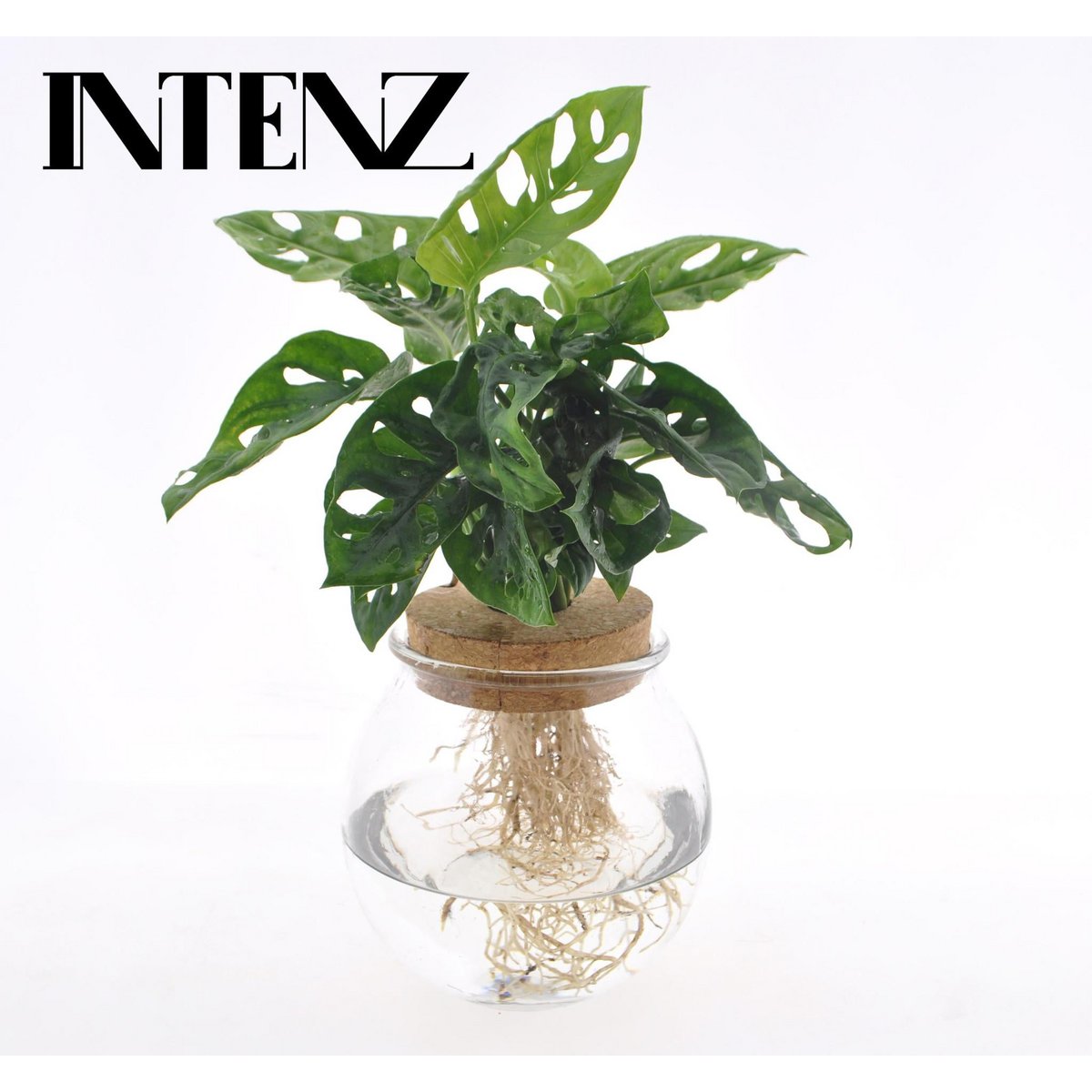 Monstera Adansonii plant Ø12 cm 25 cm hoog