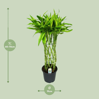 Dracaena Sandriana Gold | [P19-H70]