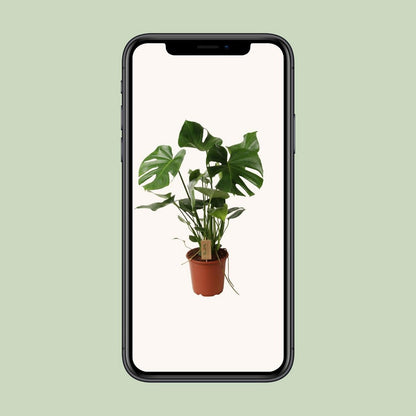 Kamerplant Monstera Ø21cm 55cm