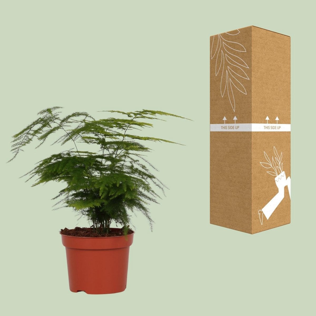 Asparagus setaceus - Ø12cm - ↕35 cm