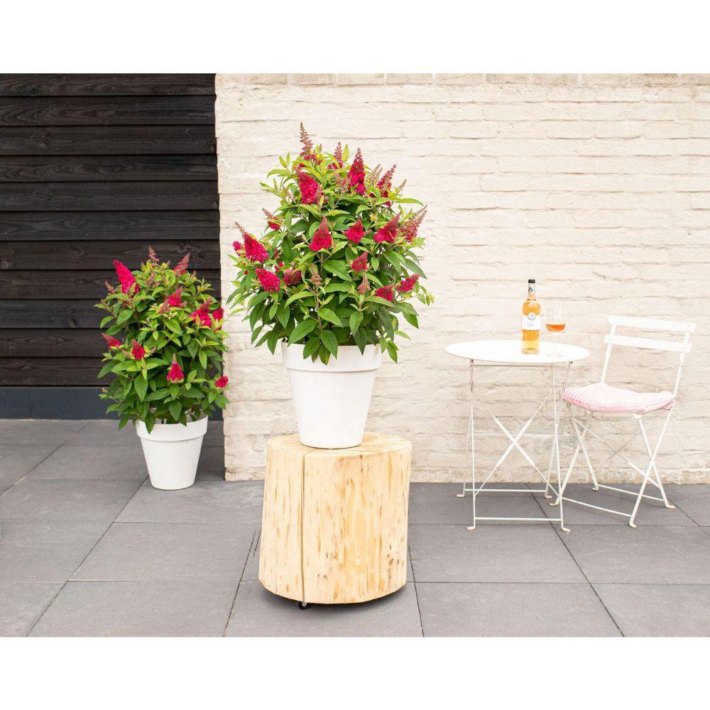 Buddleja Dav. 'Butterfly Candy Little Ruby' - Ø19cm - ↕25cm