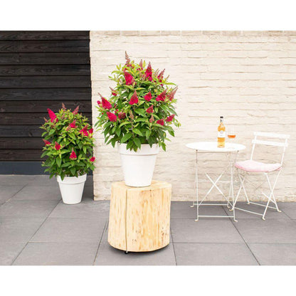 Buddleja Dav. 'Butterfly Candy Little Ruby' - Ø19cm - ↕25cm