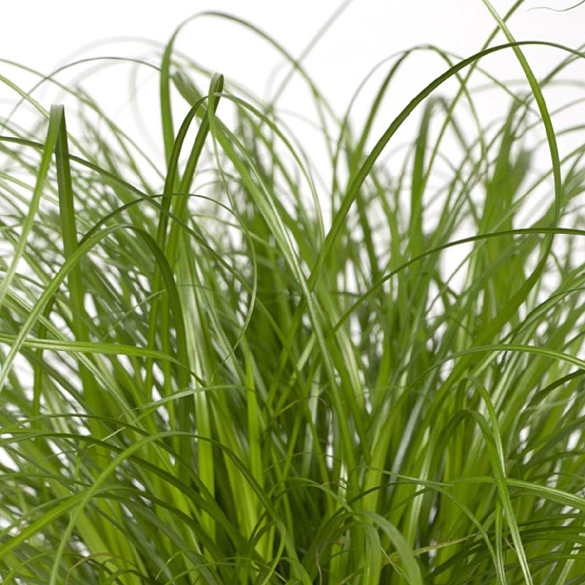 Kattengras Cyperus Alternifolius Ø12cm ↕20cm