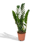 Zamioculcas Zamiifolia kamerplant Ø14cm ↕50cm