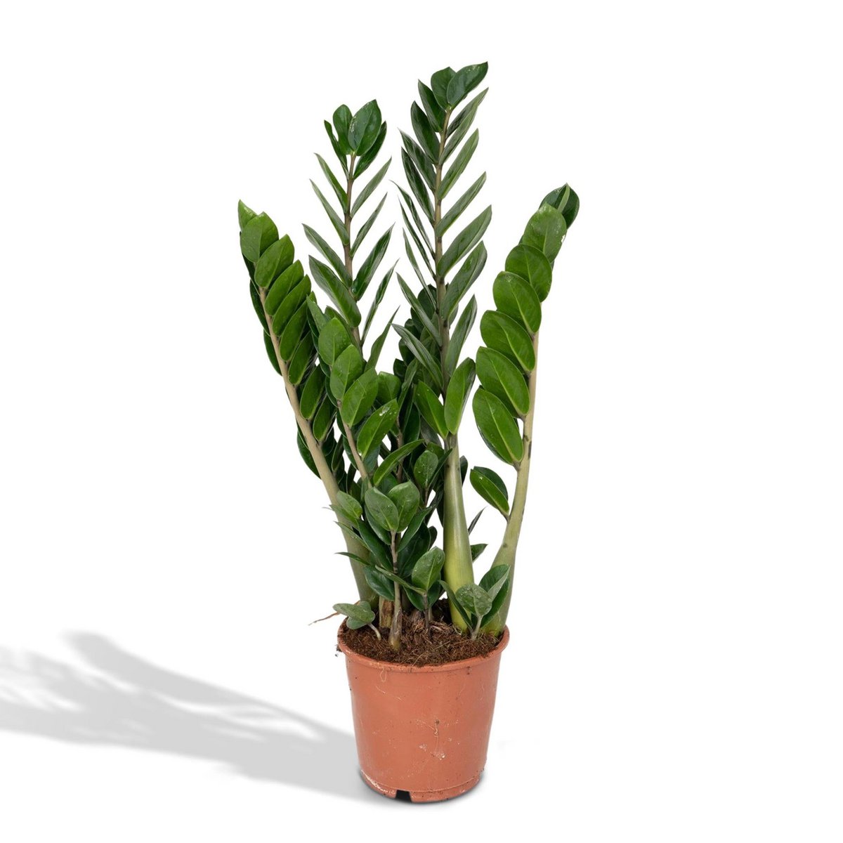 Zamioculcas Zamiifolia kamerplant Ø14cm ↕50cm