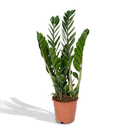 Zamioculcas Zamiifolia kamerplant Ø14cm ↕50cm