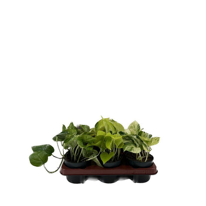 Epipremnum mix 6 stuks potmaat Ø12cm